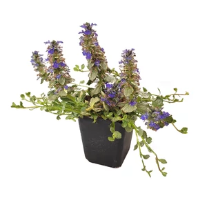 Ajuga reptans 'Princess Elsa' / Indás ínfű