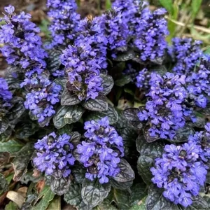 Ajuga reptans 'Black Scallop' / Indás ínfű