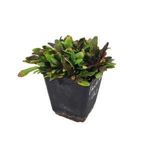 Ajuga reptans 'Chocolate Chip' / Indás ínfű