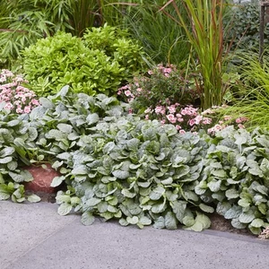 Ajuga reptans 'Princess Elsa' / Indás ínfű