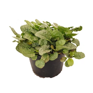 Ajuga reptans 'Princess Elsa' / Indás ínfű