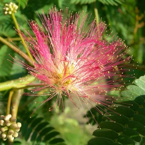Albizia julibrissin / Selyemakác fa