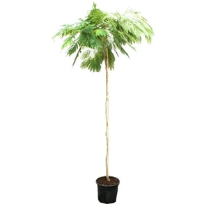 Albizia julibrissin / Selyemakác fa