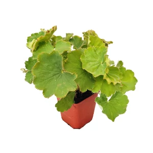 Alchemilla mollis 'Irish Silk' / Lágyszőrű palástfű