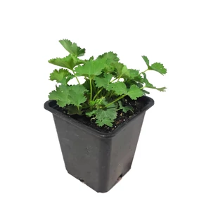 Alchemilla mollis / Lágyszőrű palástfű