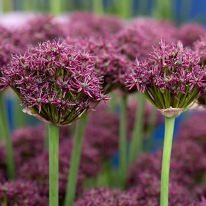 Allium atropurpureum / Díszhagyma
