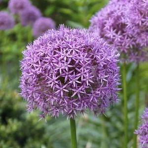 Allium 'Gladiator' / Díszhagyma