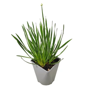 Allium 'Millenium' / 'Millenium' díszhagyma