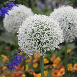 Allium 'Mount Everest' / Díszhagyma