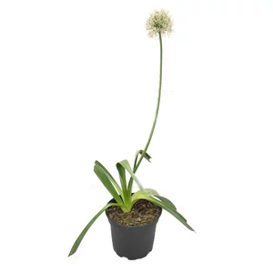 Allium 'Mount Everest' / Fehér virágú díszhagyma