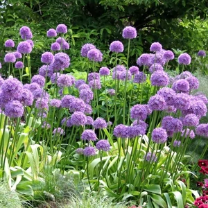 Allium 'Purple Sensation' / Díszhagyma