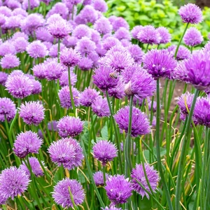 Allium schoenoprasum / Snidling, metélőhagyma