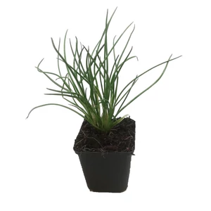 Allium schoenoprasum / Snidling, metélőhagyma