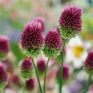 Allium sphaerocephalon / Bunkós hagyma