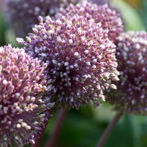 Allium 'Summer Drummer' / Díszhagyma 