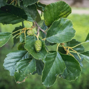 Alnus glutinosa / Mézgás éger