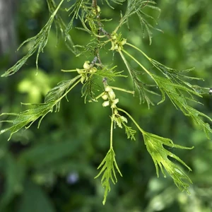 Alnus glutinosa 'Imperialis' / Szeldelt levelű enyves égerfa