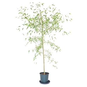 Alnus glutinosa 'Imperialis' / Szeldelt levelű enyves égerfa