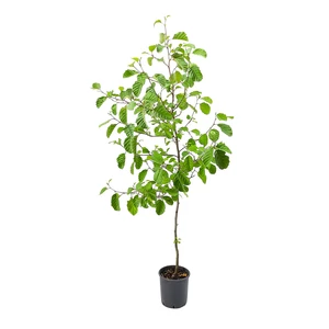 Alnus glutinosa / Mézgás éger