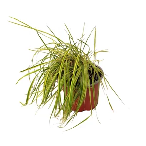 Alopecurus pratensis 'Aureovariegatus' / Réti ecsetpázsit