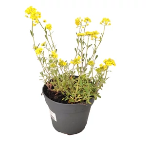 Alyssum montanum 'Mountain Gold' / Sziklai ternye