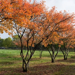 Amelanchier lamarckii / Rézvörös fanyarka, mézalmácska