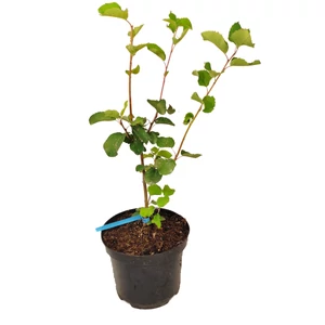 Amelanchier lamarckii / Rézvörös fanyarka, mézalmácska