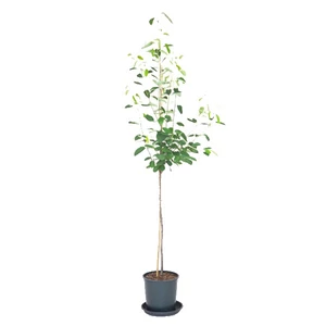 Amelanchier lamarckii / Rézvörös fanyarka, mézalmácska