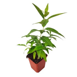 Amsonia illustris / Csillagmeténg