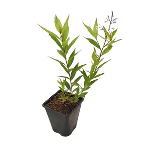 Amsonia tabarnaemontana / Széleslevelű csillagmeténg