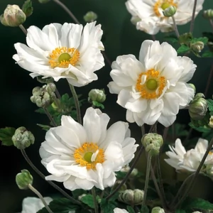 Anemone x hybrida 'Andrea Atkinson' / Őszi szellőrózsa