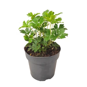 Anemone sylvestris / Erdei szellőrózsa