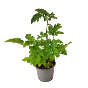 Anemone tomentosa 'Robustissima'/ Molyhos szellőrózsa