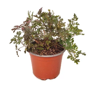 Anthriscus sylvestris 'Ravenswing' / Bordó levelű turbolya