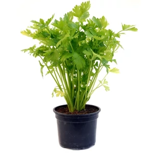 Apium graveolens var. rapaceum 'Hegykői' / Gumós zeller
