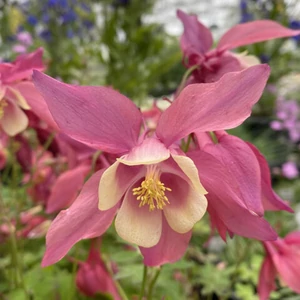 Aquilegia caerulea 'Spring Magic Rose and Ivory' / Harangláb 