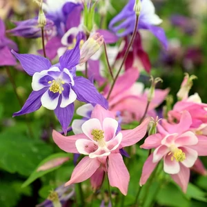 Aquilegia coerulea 'Biedermeier mix' / Harangláb mix