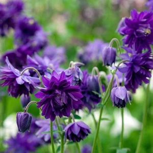 Aquilegia vulgaris 'Blue Barlow' / Harangláb 