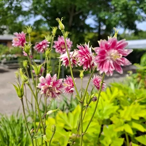 Aquilegia vulgaris 'Nora Barlow' / Harangláb 