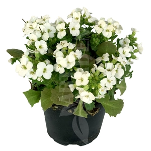 Arabis caucasica 'Little Treasure White' / Fehér virágú ikravirág