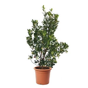 Arbutus unedo / Nyugati szamócafa