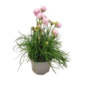 Armeria maritima 'Armada Pink' / Tengerparti pázsitszegfű