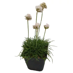 Armeria maritima 'Armada White' / Fehér virágú tengerparti pázsitszegfű