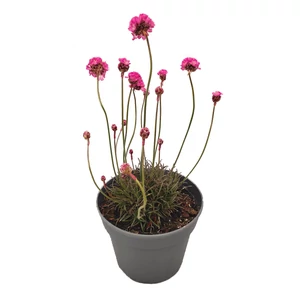 Armeria rubrifolia / Bordó levelű tengerparti pázsitszegfű