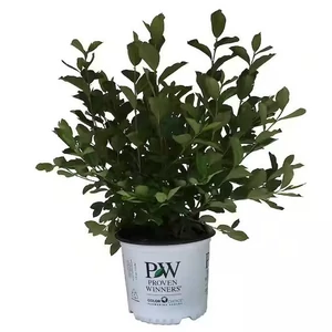 Aronia prunifolia 'Nero' / Fekete berkenye