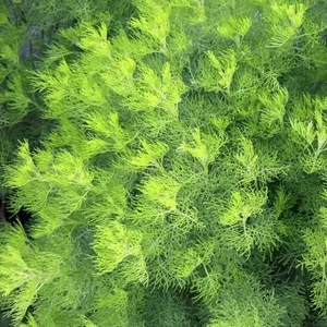 Artemisia abrotanum / Ürömcserje, istenfa, kólaüröm