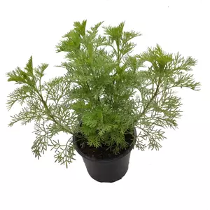 Artemisia abrotanum / Ürömcserje, istenfa, kólaüröm