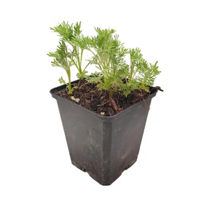 Artemisia abrotanum / Ürömcserje, istenfa, kólaüröm