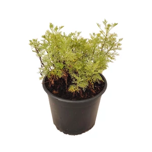 Artemisia abrotanum / Ürömcserje, istenfa, kólaüröm