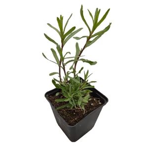 Artemisia dracunculus / Tárkony